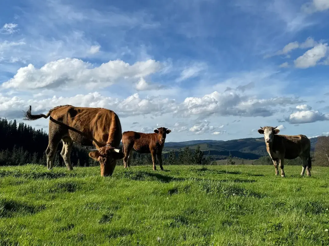 Vacas en libertad
