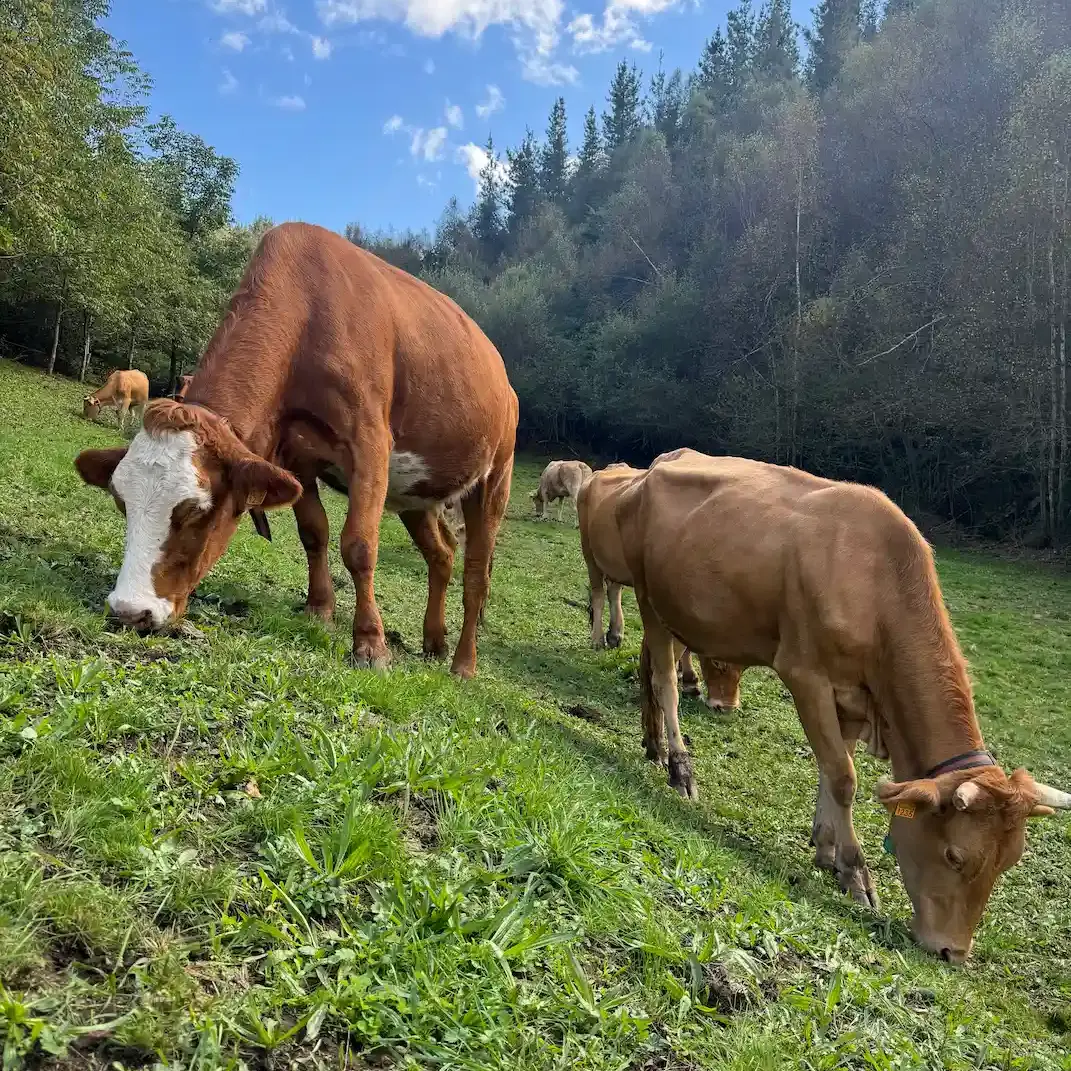 Vacas alimentándose de forma natural en las praderas gallegas