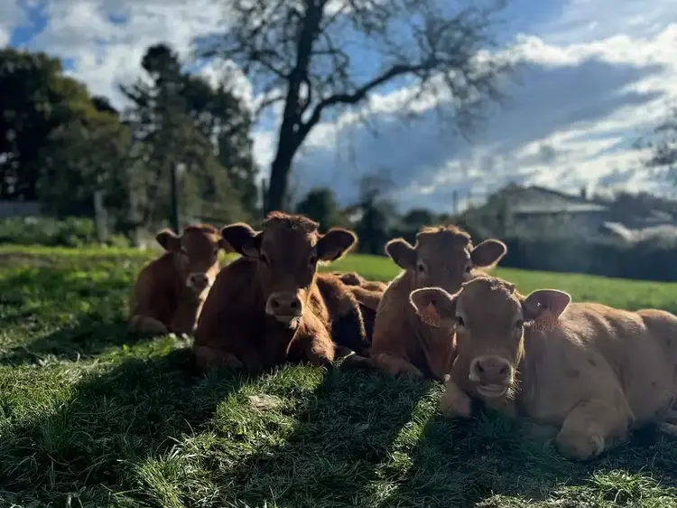 Vacas ecológicas descansando al sol en pradera de Galicia