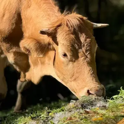 Primer plano de ternera gallega suprema ecológica comiendo hierba