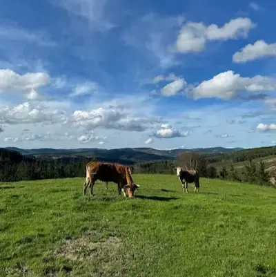 Ganado ecológico en campo abierto con paisaje montañoso