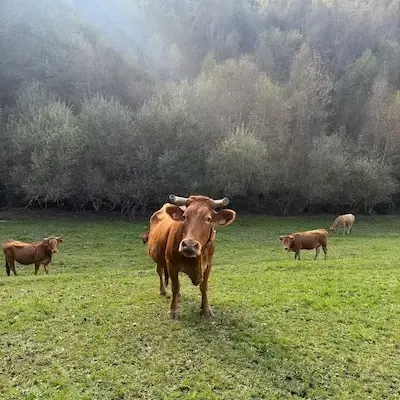 aca gallega ecológica mirando a cámara en campo abierto
