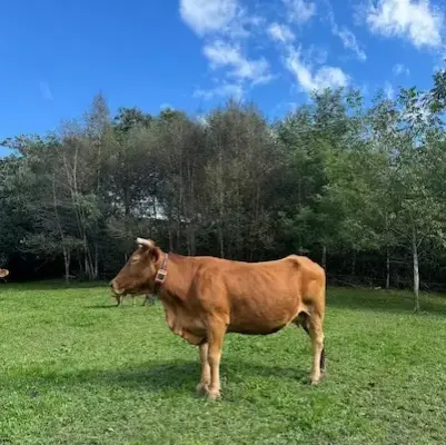 Vaca de raza gallega pastando en verde pradera ecológica