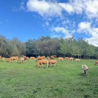 Rebaño de vacas ecológicas bajo cielo azul en Galicia