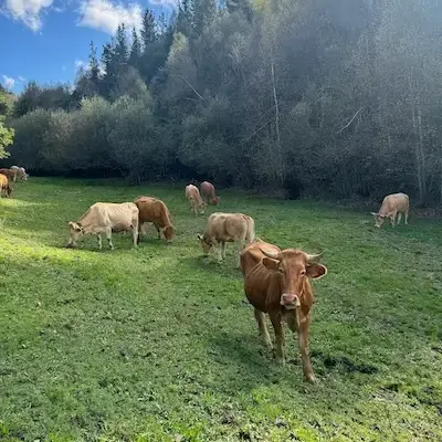 Grupo de vacas pastando en libertad en Galicia