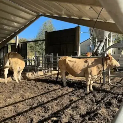 Instalaciones ganaderas cubiertas para cuidado animal