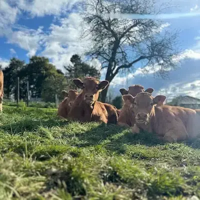 Vacas ecológicas descansando al sol en pradera de Galicia