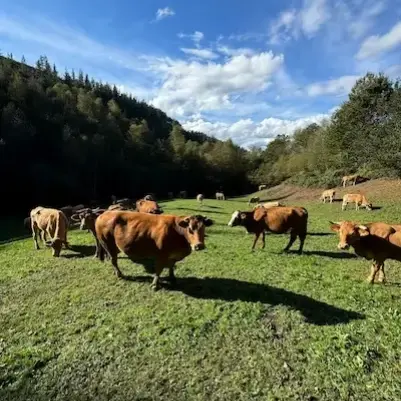 Grupo de vacas gallegas pastando en colina verde