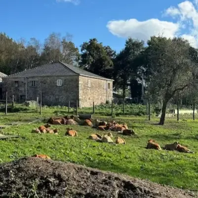Casa de piedra tradicional gallega junto a rebaño descansando