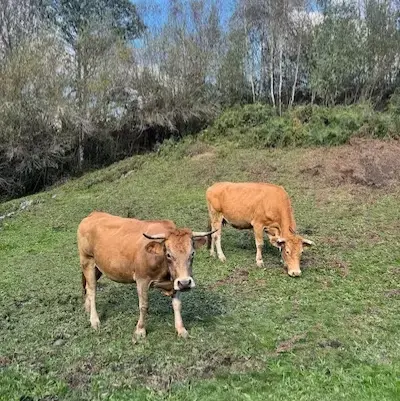 Dos vacas ecológicas en una finca de pasto natural en Galicia