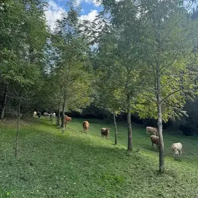 Vacuno pastando entre árboles en pradera gallega