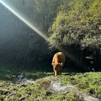 Vaca acercándose a un arroyo en entorno natural
