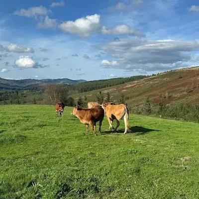 Vacas ecológicas en pastos amplios con vistas rurales